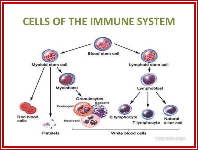 Image result for immune system and cells