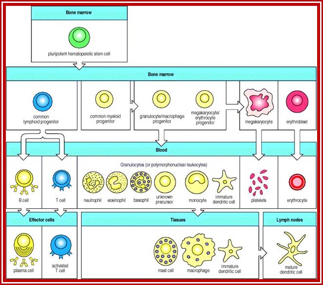 Figure 1.3. All the cellular elements of blood, including the lymphocytes of the adaptive immune system, arise from hematopoietic stem cells in the bone marrow.