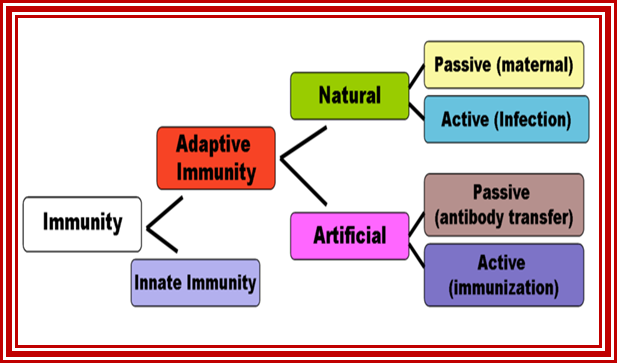 File:Immunity.png