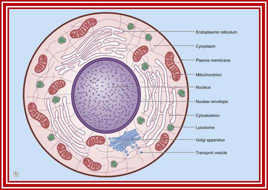 Image result for cell structural features