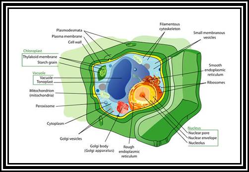 Image:Plant-Cell.jpg