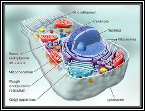 eukaryotic cell