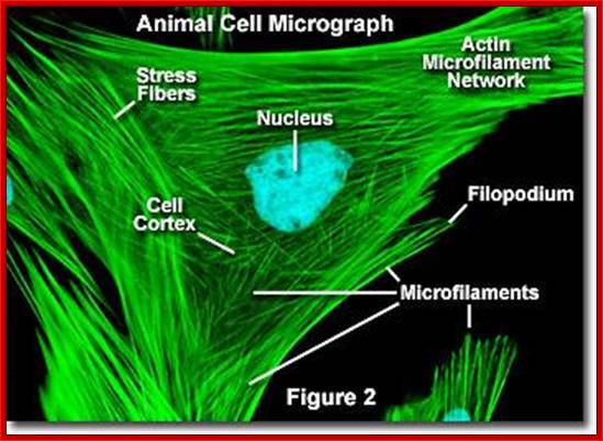 http://micro.magnet.fsu.edu/cells/microfilaments/images/microfilamentsfigure2.jpg