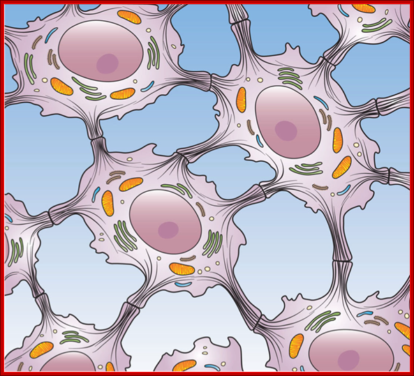 http://upload.wikimedia.org/wikipedia/commons/7/7b/Desmosome_Cell_Junction.png