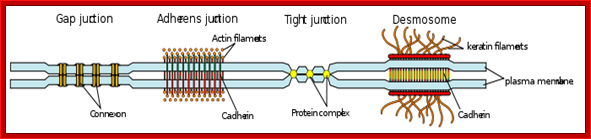 Some examples of cell junctions