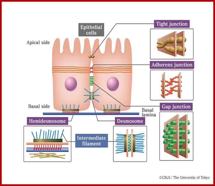 Junctional complexes that connect epithelial cells