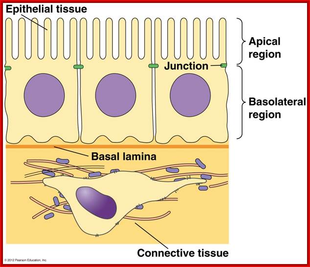 http://www.mun.ca/biology/desmid/brian/BIOL2060/BIOL2060-17/17_01.jpg