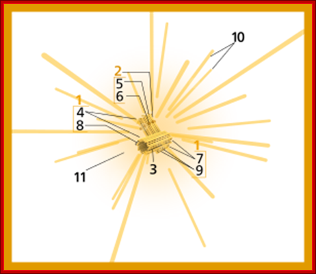 Centrosome (numbers version).svg