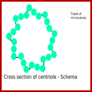 Cross-section of a centriole showing its microtubule triplets