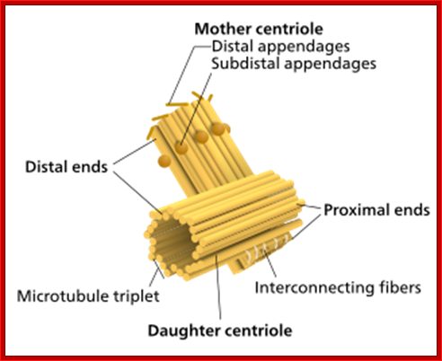 A mother and daughter centriole, attached orthogonally.