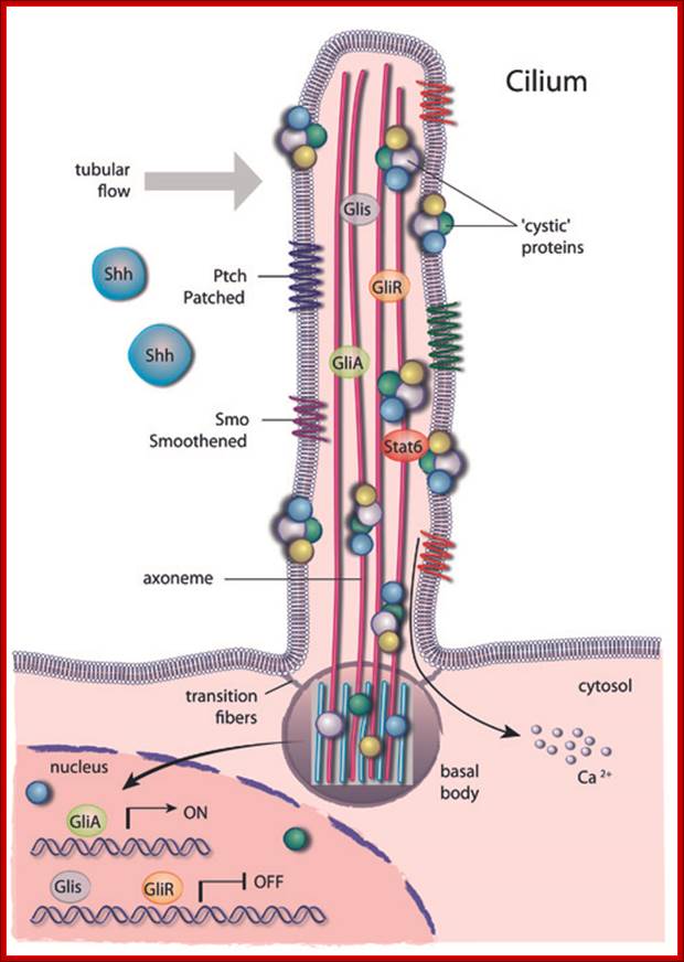 https://www.mdc-berlin.de/37688772/en/research/research_teams/genetics_of_metabolic_and_reproductive_disorders/Cilium_500.jpg