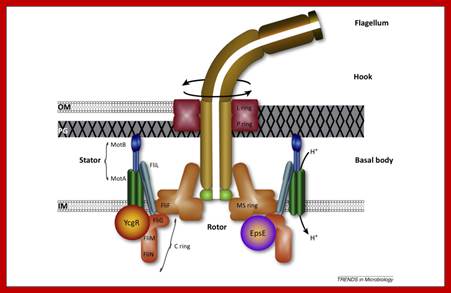 Image result for flagella structure basal body