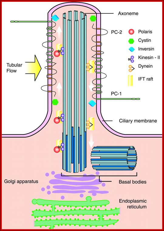 http://ajprenal.physiology.org/content/ajprenal/285/6/F1034/F1.large.jpg