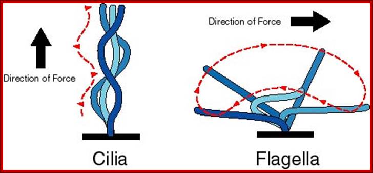 http://bioserv.fiu.edu/~walterm/FallSpring/cell_components/cilia_flagella.jpg