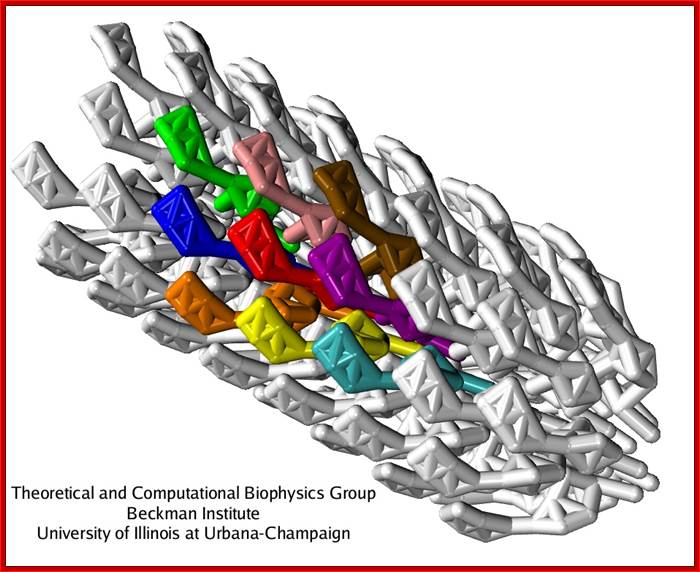 http://www.ks.uiuc.edu/Research/flagellum/images/hook.jpg