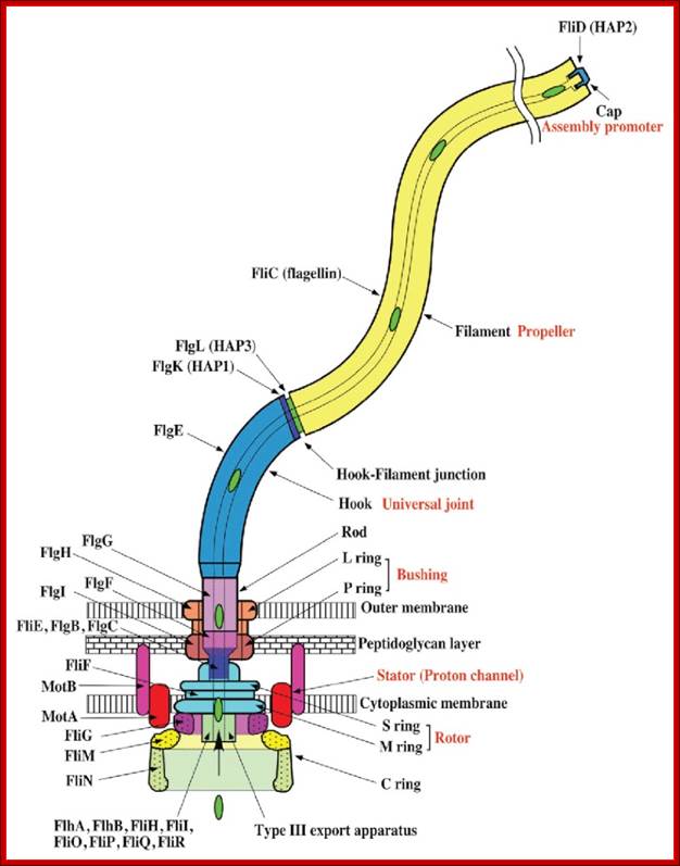 Figure 1. Schematic diagram of the bacterial flagellum.