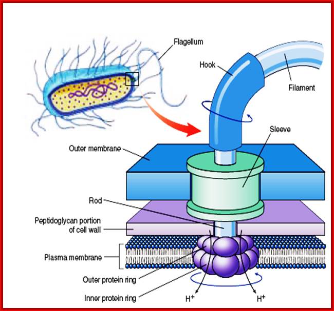 http://3.bp.blogspot.com/-P2ao1s6akpM/UHWeg7N7RMI/AAAAAAAABVg/SHbi329OwZk/s1600/bacterial+flagella+in+detail.png