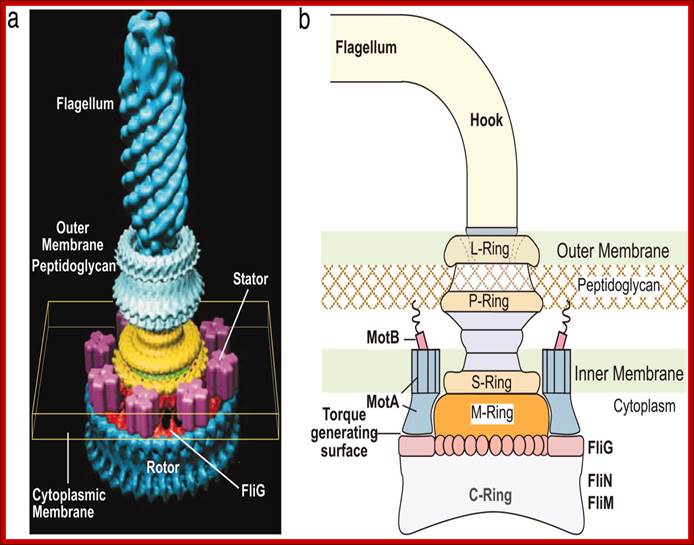 http://jonlieffmd.com/wp-content/uploads/2013/12/flagella-.jpg