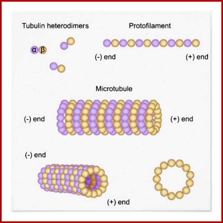 http://rlv.zcache.com/structure_and_assembly_of_microtubules_poster-rf04ea74c4def45ffa01c87c1a24b9878_wvp_8byvr_512.jpg