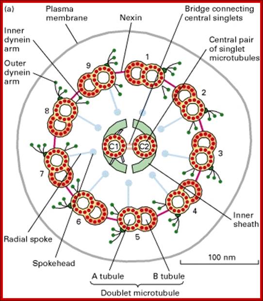 Figure 19-28. Structure of ciliary and flagellar axonemes.