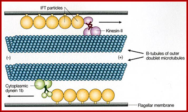 Witman Figure 1 a