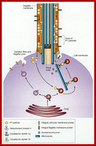 Witman Figure 2