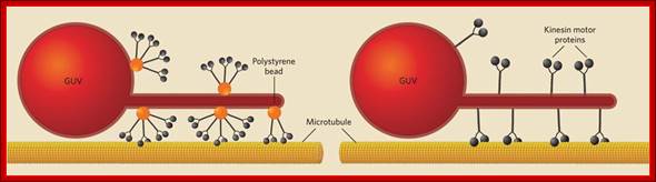 http://images.the-scientist.com/content/images/articles/58071/kinesin_motor_proteins.jpg