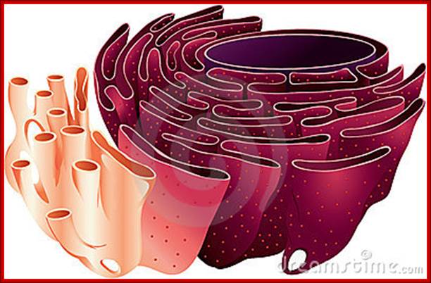 http://thumbs.dreamstime.com/x/endoplasmic-reticulum-19282256.jpg