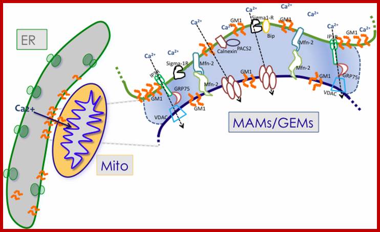 Cells 02 00574 g001 1024