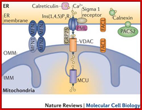 Mitochondria as sensors and regulators of calcium signalling