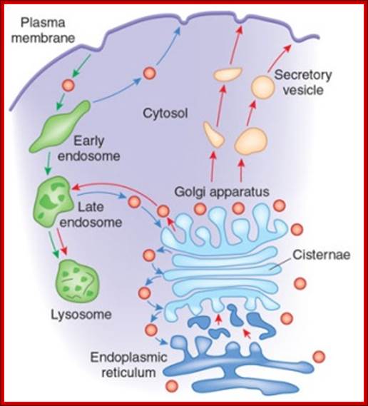 http://4.bp.blogspot.com/-tk4YcXeuFFo/T5gJGkAN-7I/AAAAAAAAAg0/CSQEzDXgdl8/s1600/The+Golgi+apparatus+modifies+and+sorts+proteins+for+transport+throughout+the+cell..jpg