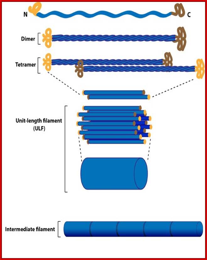 http://static.mechanobio.info/Home/list-of-figures/image-cabinet/intermediate_filaments.jpg