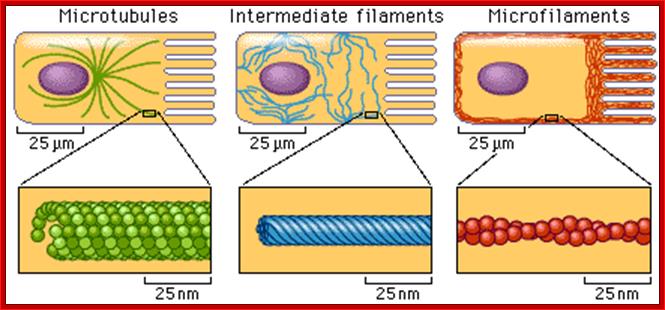 http://www.phschool.com/science/biology_place/biocoach/images/cells/Cytoskel.gif