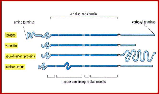 http://www.cytochemistry.net/cell-biology/filam.2.gif