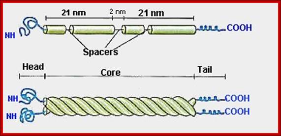 http://www.cytochemistry.net/cell-biology/microfilaments1.jpg