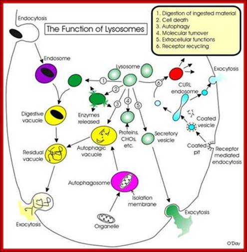 http://2.bp.blogspot.com/_guSOnFRs_Ks/TJdlF8WZs6I/AAAAAAAAANg/uJiQqzioAEM/s1600/Lysosome-Functions1.jpg