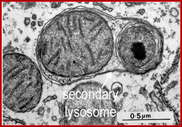 http://www.histology.leeds.ac.uk/cell/assets/secondary_lys.gif