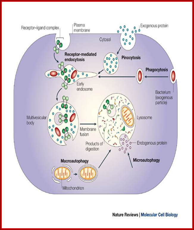 Proteolysis: from the lysosome to ubiquitin and the proteasome