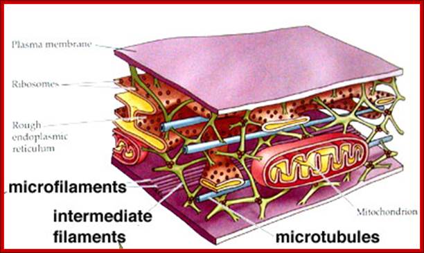 http://envorganelles.wikispaces.com/file/view/cytoseleton1005.JPG/190602906/400x233/cytoseleton1005.JPG