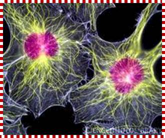 Cytoskeleton-1.jpeg