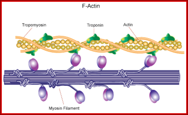 http://www.sigmaaldrich.com/content/dam/sigma-aldrich/life-science/metabolomics/enzyme-explorer/f-actin.gif