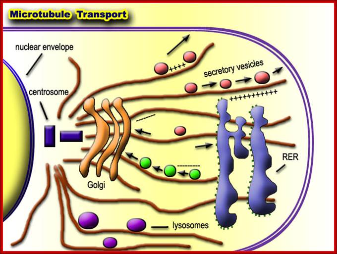 http://classes.kumc.edu/som/cellbiology/cytoskeleton/microtubules/images/nr82.jpg