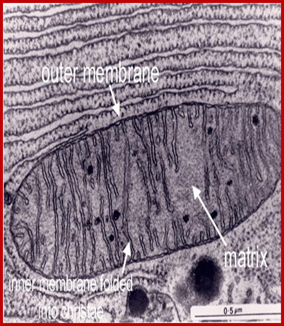 picture of mitochondrion (EM)