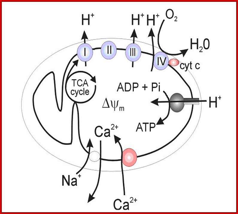 https://www.ucl.ac.uk/cdb/research/duchen/duchen_lab/Diagram.jpg