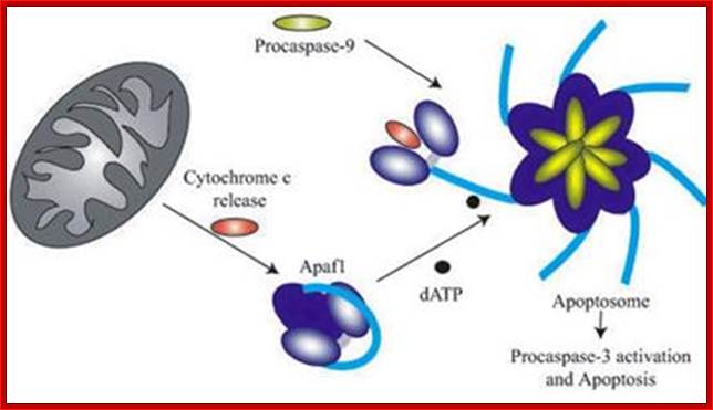 http://mol-biol4masters.masters.grkraj.org/html/Genetics_Of_Apoptosis2-Genes_And_Mechanism_files/image018.jpg