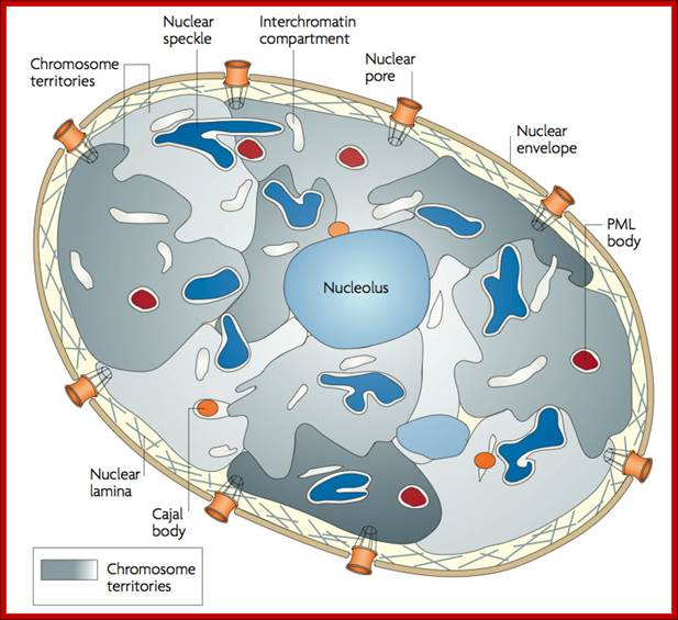 http://cellbiology.med.unsw.edu.au/units/images/nucleus_cartoon1.jpg