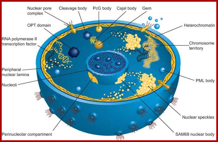 Figure 1: Sub-nuclear PML bodies