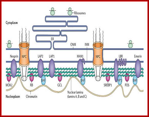 http://upload.wikimedia.org/wikipedia/commons/thumb/b/b4/Structure_and_function_of_the_nuclear_lamina.jpg/600px-Structure_and_function_of_the_nuclear_lamina.jpg