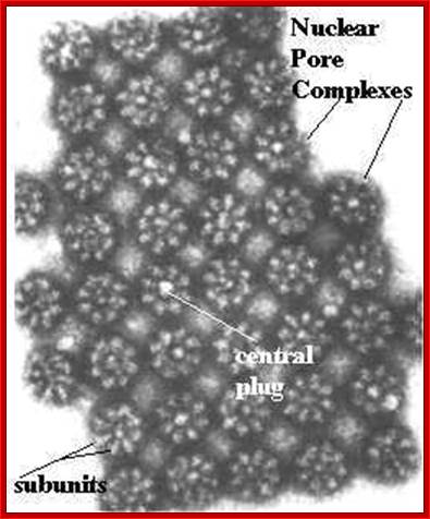 http://biologica.concord.org/webtest1/Shout3d_cell_6_1_00/images/nuclear_pores_EM.jpg