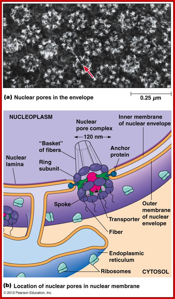 http://www.mun.ca/biology/desmid/brian/BIOL2060/BIOL2060-18/18_29.jpg